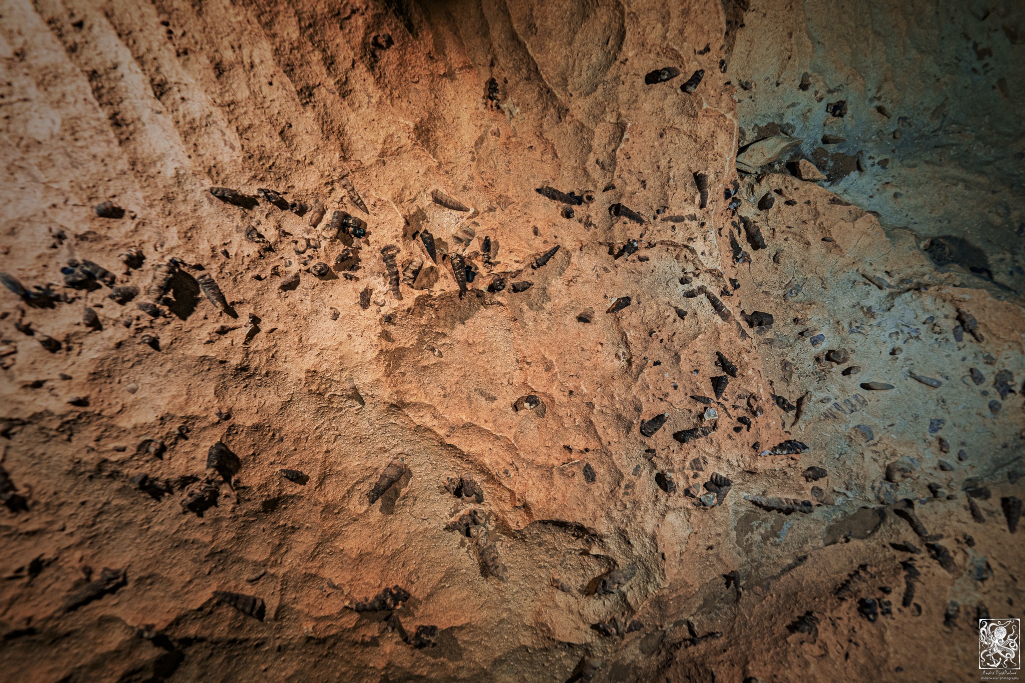 Mollusques en forme de cônes fossilisés dans la roche de Bèze