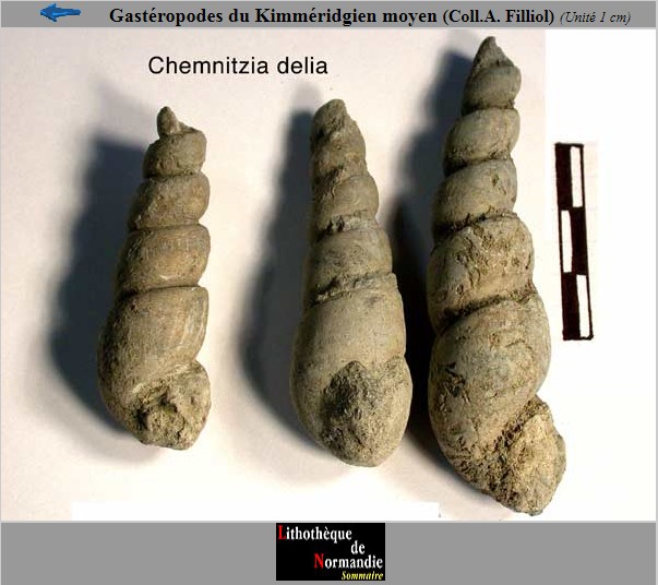 Exemple de gastéropode fossile similaire, pour comparaison